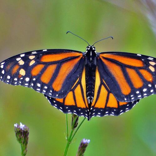 The monarch, like this one at Panola Mountain State Park, is one of Georgia's most iconic butterflies. (Charles Seabrook for the AJC)
