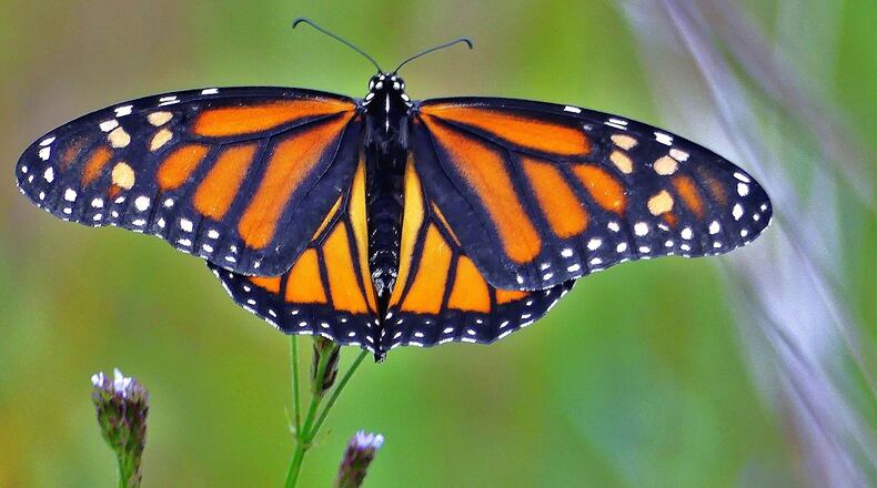 The monarch, like this one at Panola Mountain State Park last weekend, is one of Georgia's most iconic butterflies. (Photo: Charles Seabrook)