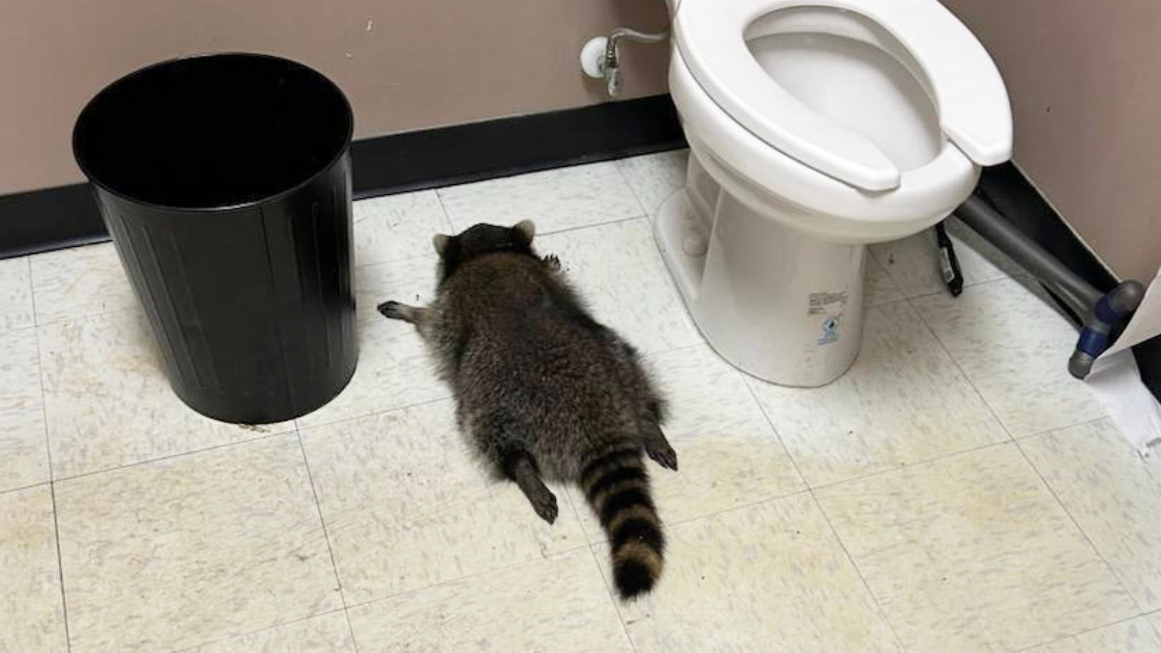 In this photo provided by Samantha Martin, a drunk raccoon is seen passed out in a liquor bathroom on Saturday, Nov. 29, 2025, in Ashland, Va. (Samantha Martin/Hanover County Protection via AP)