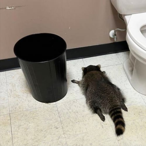 In this photo provided by Samantha Martin, a drunk raccoon is seen passed out in a liquor bathroom on Saturday, Nov. 29, 2025, in Ashland, Va. (Samantha Martin/Hanover County Protection via AP)
