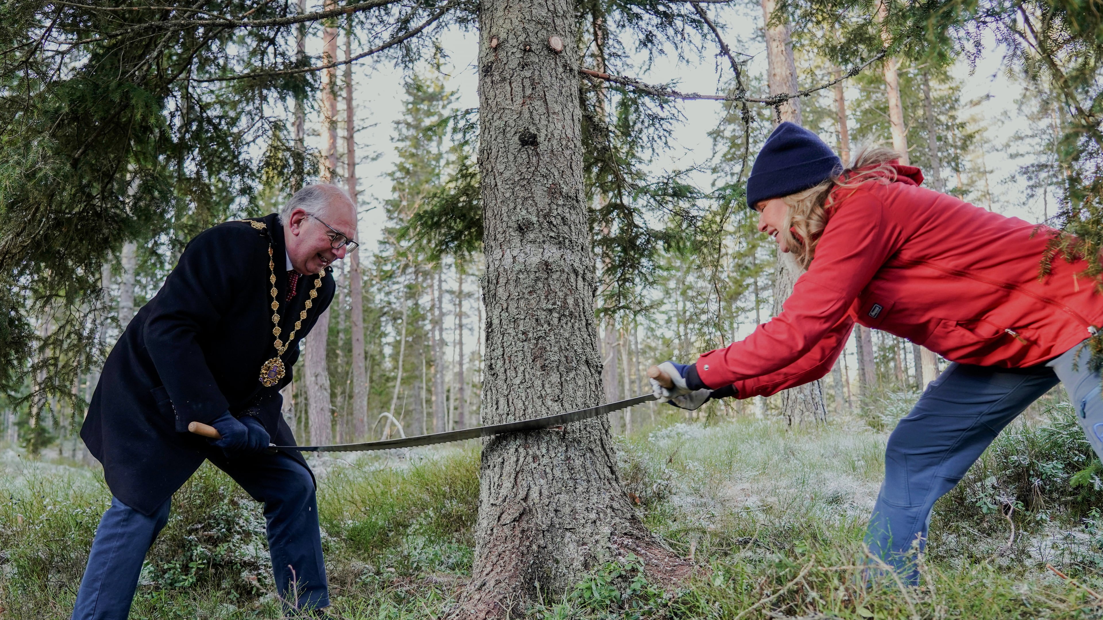 Oslo Mayor Anne Lindboe, right and Lord Mayor of Westminster, Paul Dimoldenberg, cut down the annual Christmas tree for London, in Oslo, Norway, Friday, Nov. 21, 2025. (Jonas Faeste Laksekjoen/NTB Scanpix via AP)