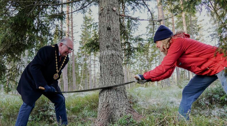 Oslo Mayor Anne Lindboe, right and Lord Mayor of Westminster, Paul Dimoldenberg, cut down the annual Christmas tree for London, in Oslo, Norway, Friday, Nov. 21, 2025. (Jonas Faeste Laksekjoen/NTB Scanpix via AP)