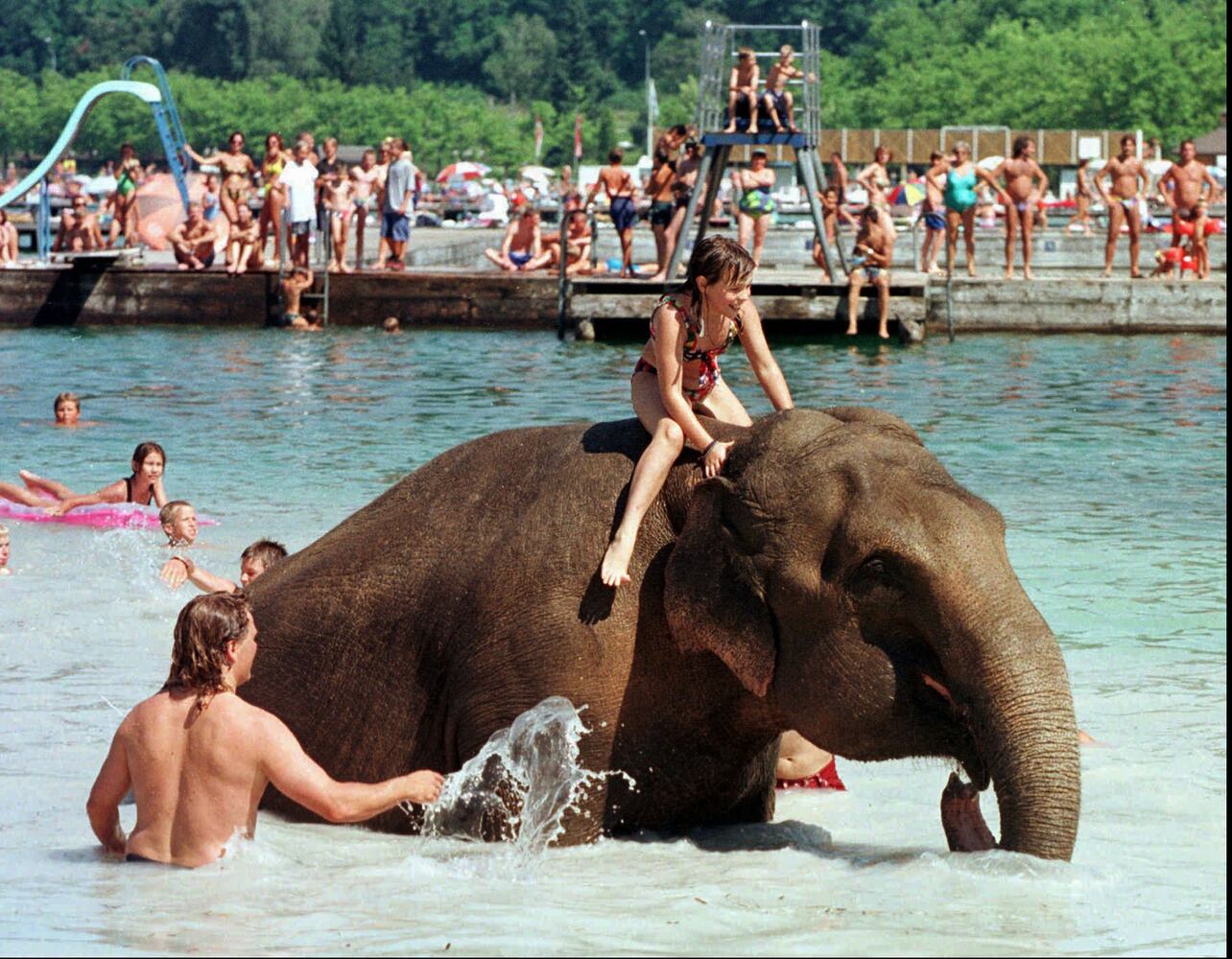 Ride an elephant