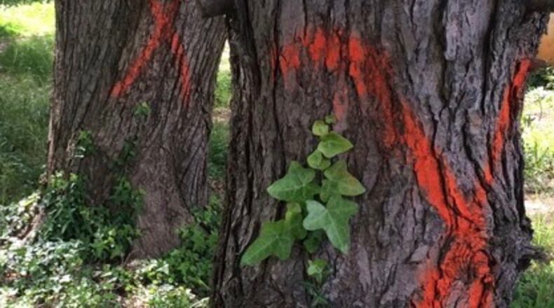 Peachtree City may allow more trees to be cut on private property without a permit. AJC file photo