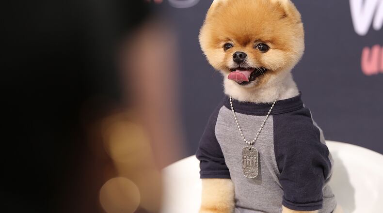 Jiff the Pomeranian is likely celebrating National Dog Day today. LOS ANGELES, CA - AUGUST 25: Jiff The Pomeranian attends the premiere of Awesomeness TV's "Janoskians: Untold and Untrue" at Regency Bruin Theatre on August 25, 2015 in Los Angeles, California. (Photo by Mike Windle/Getty Images)