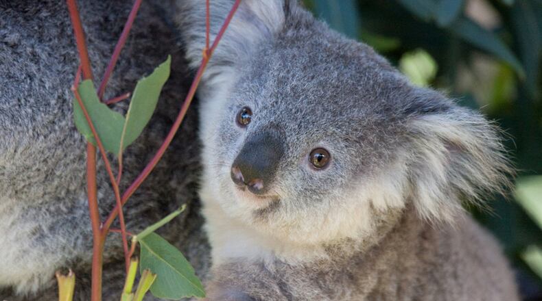 A koala at the San Diego Zoo (not pictured) was given a continuous glucose monitor to help zoo workers manage his type 1 diabetes. (Photo by Nathan Rupert via Flickr https://www.flickr.com/photos/nathaninsandiego/4445135388/ (CC BY-NC-ND 2.0))