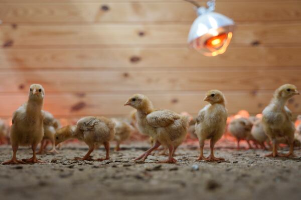 Hundreds of chicks mill around a stall at First State Animal Center and SPCA on Friday, May 16, 2025, in Camden, Del. (AP Photo/Mingson Lau)
