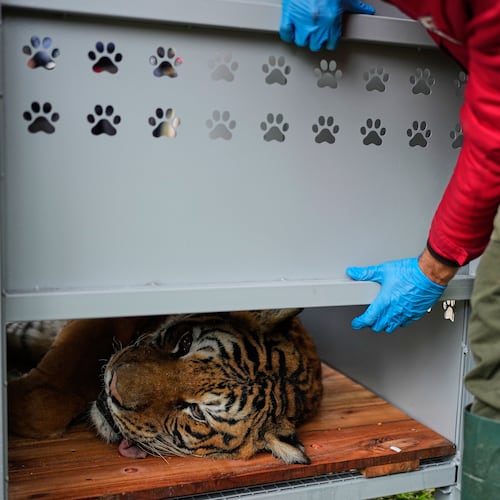 A tiger lies in a crate as a Four Paws animal welfare organization member prepares for its transfer from a shuttered zoo to a sanctuary in South Africa, in Lujan, Argentina, Friday, Aug. 14, 2026. (AP Photo/Natacha Pisarenko)