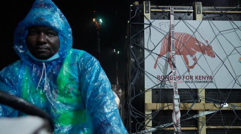 Four mountain bongos, a type of antelope, repatriated from the Czech Republic, arrive at Jomo Kenyatta International Airport in Nairobi, Kenya, Tuesday, April 28, 2026. (AP Photo/Brian Inganga) CORRECTION: Type corrected to antelope, instead of gazelle