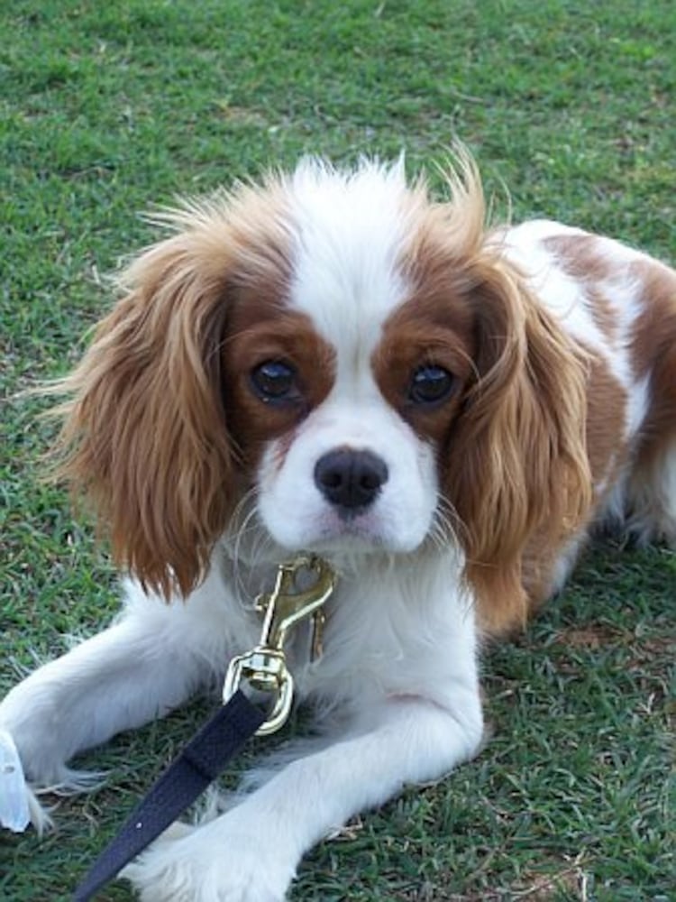 Atlanta's Top Dogs: 4. Cavalier King Charles Spaniels