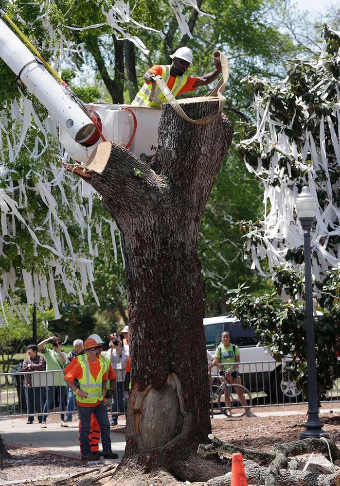 Poisoned trees big part of Auburn tradition