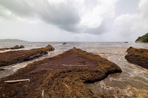 Sargassum gathers off the coast of Playa Lucía, Yabucoa, Puerto Rico, Monday, June 2, 2025. (AP Photo/Alejandro Granadillo)