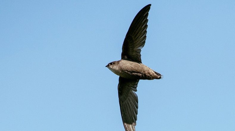 Chimney swifts, like the one shown here, nest in Georgia during spring and summer and spend the winter in the upper Amazon basin of Peru, Ecuador, Chile and Brazil. Unlike most migratory birds, which travel at night, chimney swifts travel by day. Adam Jackson/Creative Commons