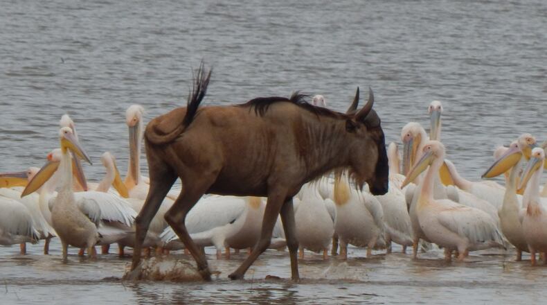 Larry Keller photographed the wildebeest nonchalantly walking through the water among an equally nonchalant group of pelicans at Lake Manyara National Park in Tanzania. “I used a zoom lens from about 75 to 100 yards away,” he wrote. According the Lonely Planet, Lake Manyara National Park is one of Tanzania’s smallest parks. The western escarpment of the Rift Valley forms the park’s western border. To the east is the alkaline Lake Manyara, which covers one-third of the park, but shrinks considerably in the dry season. During the rains the lake hosts millions of flamingos. Its vegetation is diverse, ranging from savannah to marshes to evergreen forest. With 11 different ecosystems, it supports one of the highest biomass densities of large mammals in the world. Elephants, hippos, zebras, giraffes, buffaloes and wildebeest are often spotted as well as leopards and hyenas.
