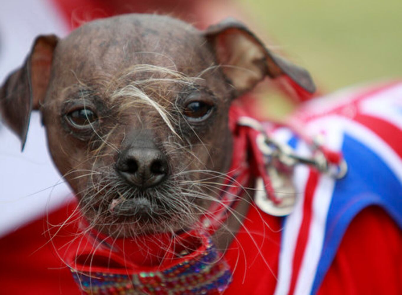 The 2012 ugliest dog contest