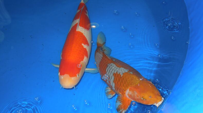 The Atlanta Koi Club will host its annual koi and goldfish show at the Gwinnett County Fairgrounds Oct. 8-9. CONTRIBUTED BY ATLANTA KOI CLUB