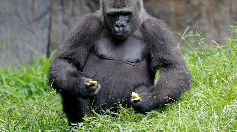 Tumani, a 13-year-old critically endangered western lowland gorilla that is expecting to give birth later this summer, eats in her enclosure at the Audubon Nature Institute in New Orleans.