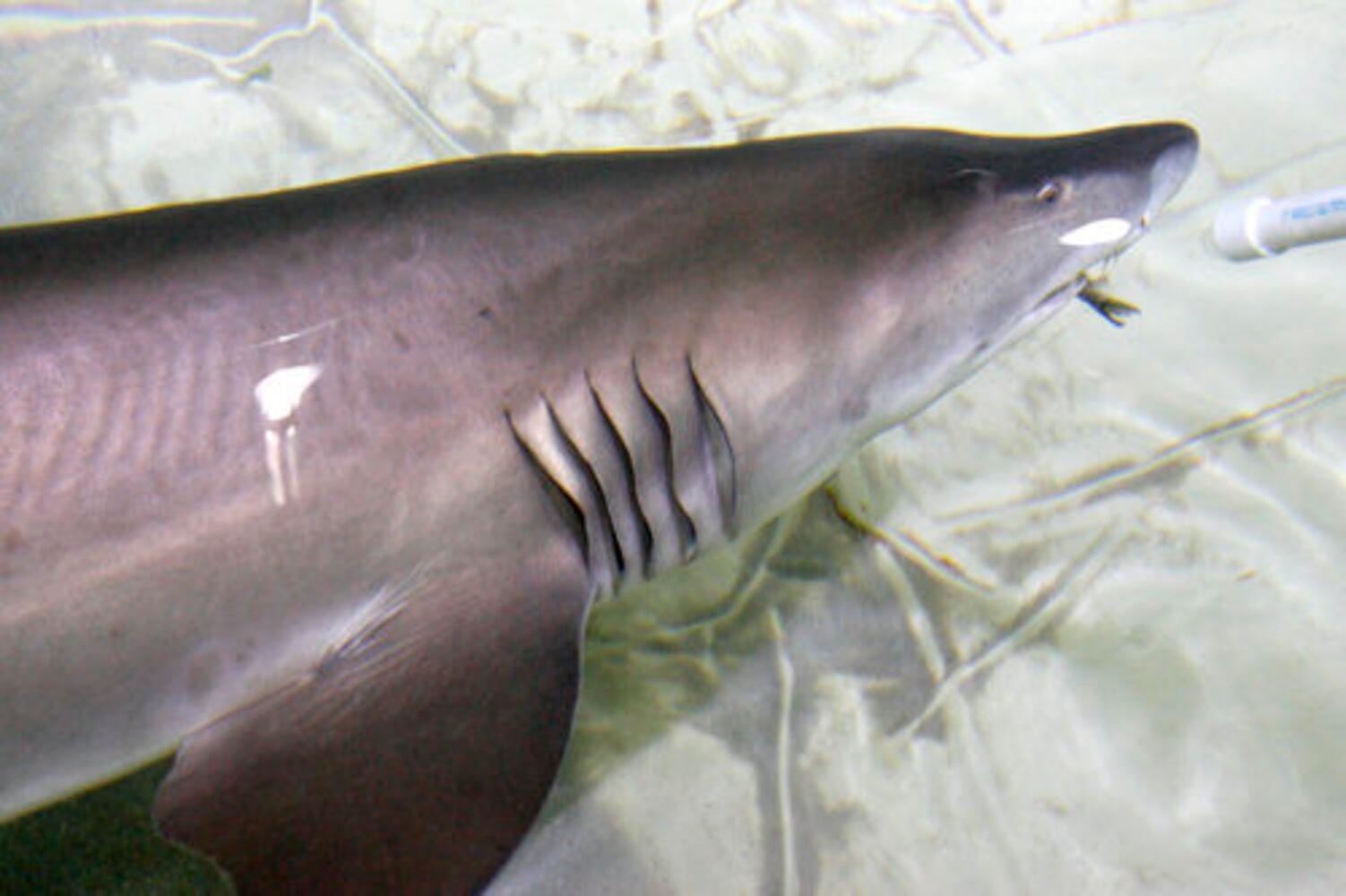 Sand tiger sharks added to Georgia Aquarium