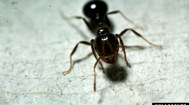 Fire ants are actively feeding now, so bait followed by a mound treatment is very effective for control. Courtesy of Randy Westbrooks, bugwood.org