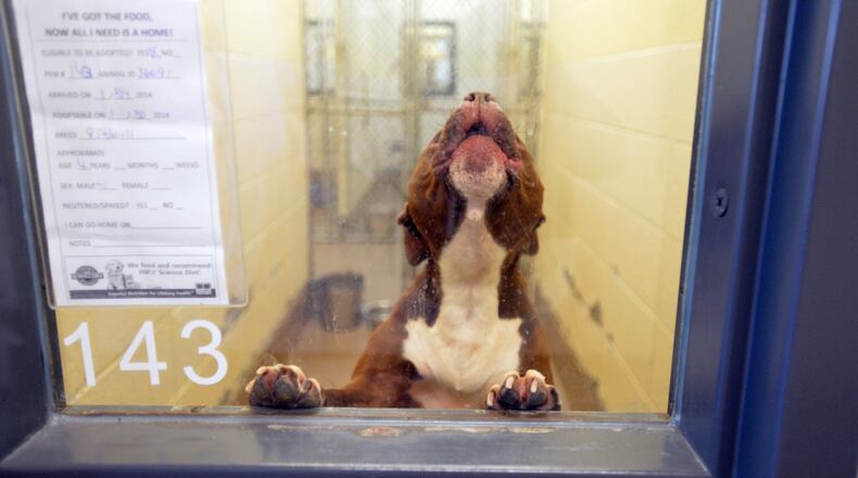 In this 2014 file photo, a dog barks at the Gwinnett County animal shelter. The county recently named the shelter's new management team. HYOSUB SHIN / HSHIN@AJC.COM