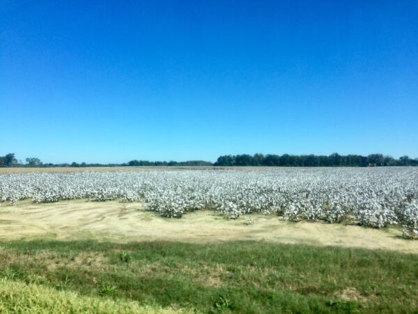 "I took this beautiful picture of a white cotton field with beautiful blue sky on return trip from Florida last fall," wrote
Jenny Lashley of Americus.