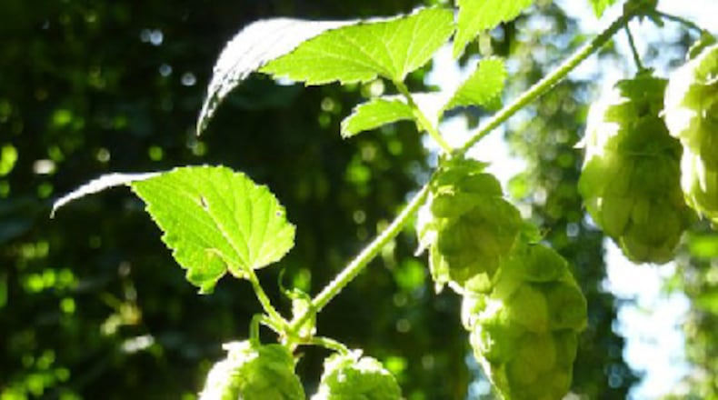 Hop cones. (Hop Union)