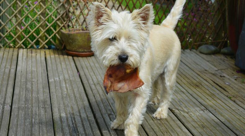 FILE PHOTO: Health officials are warning pet owners not to buy, handle or feed their dogs any pig ear treats, including those that might already be in their homes.
