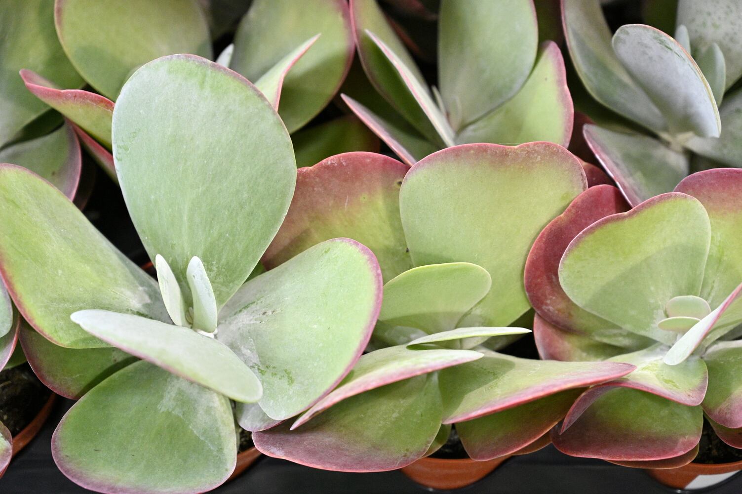 21 indoor, easy-to-care-for plants