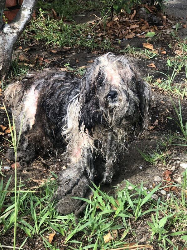 A picture of the dog when Christy Graham found her.