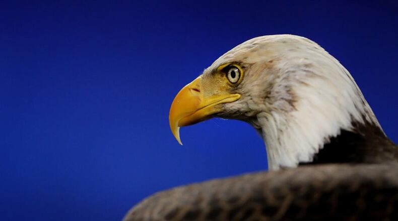 ARLINGTON, TX - DECEMBER 29: Challenger, a non-releasable Bald Eagle, before the USC Trojans take on the Ohio State Buckeyes during the Goodyear Cotton Bowl Classic at AT&T Stadium on December 29, 2017 in Arlington, Texas. (Photo by Tom Pennington/Getty Images)