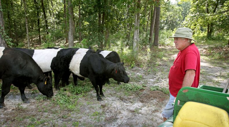 Jimmy Hayes looks over his Belted Galloway Cattle on his farm, Healthy Hollow Farms, Wednesday afternoon in Statesboro, Ga., August 7, 2013. The Hayes own 22 cattle. The Hayes property borders with the Ogeechee river. It's been over two years since the worst fish kill in Georgia history on the Ogeechee river by chemical dumping of the King America Finishing Plant, just up the river from the Hayes property. The Hayes, other farmers and townspeople along the Ogeechee River in south Georgia are growing increasingly frustrated and angry. JASON GETZ / JGETZ@AJC.COM