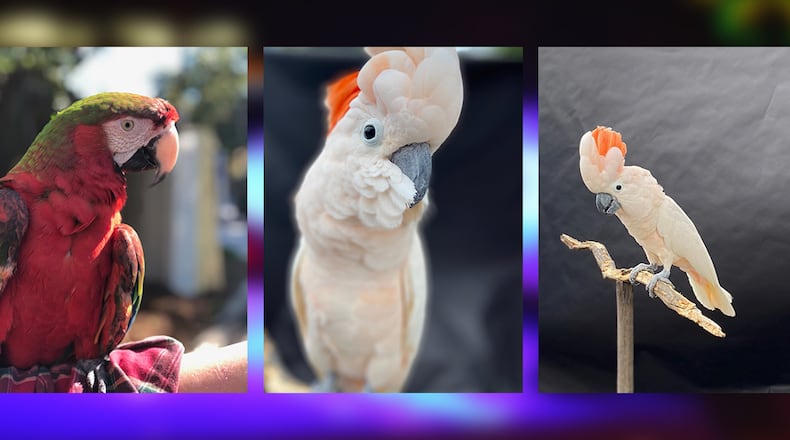 Three valuable, exotic birds, Ruby (from left), Peaches and Cream, were stolen from R. Thomas Deluxe Grill in Buckhead.