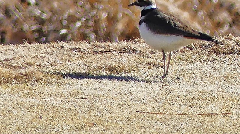 This killdeer on the grassy links of the Druid Hills Golf Club was one of 91 bird species tallied last weekend during the Intown Atlanta Christmas Bird Count. (Courtesy of Charles Seabrook)