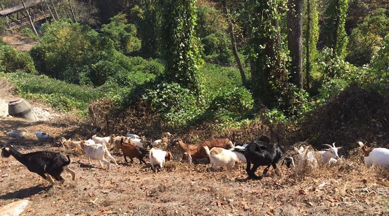 33 goats grazed at a Roswell park for kudzu-clearing purposes in Nov. 2016.