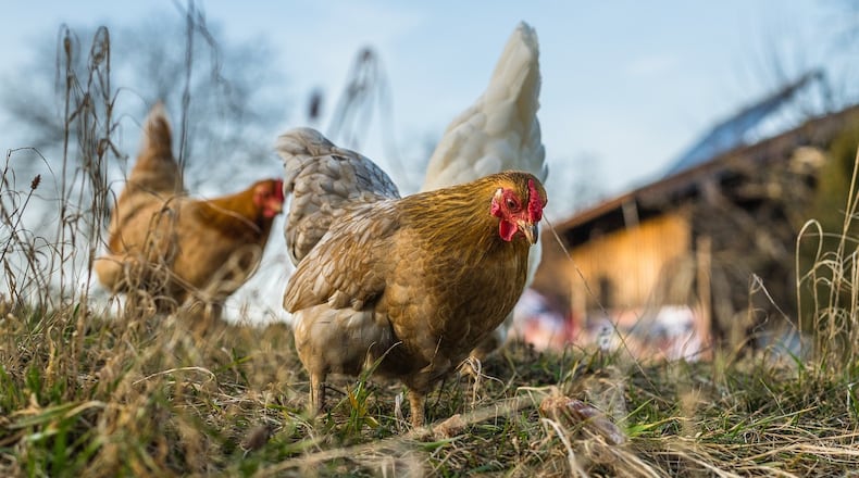 Suwanee recently approved a Backyard Chicken Ordinance. COURTESY PIXABAY