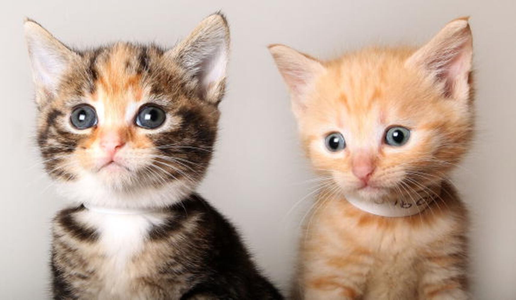 National Cat Day
