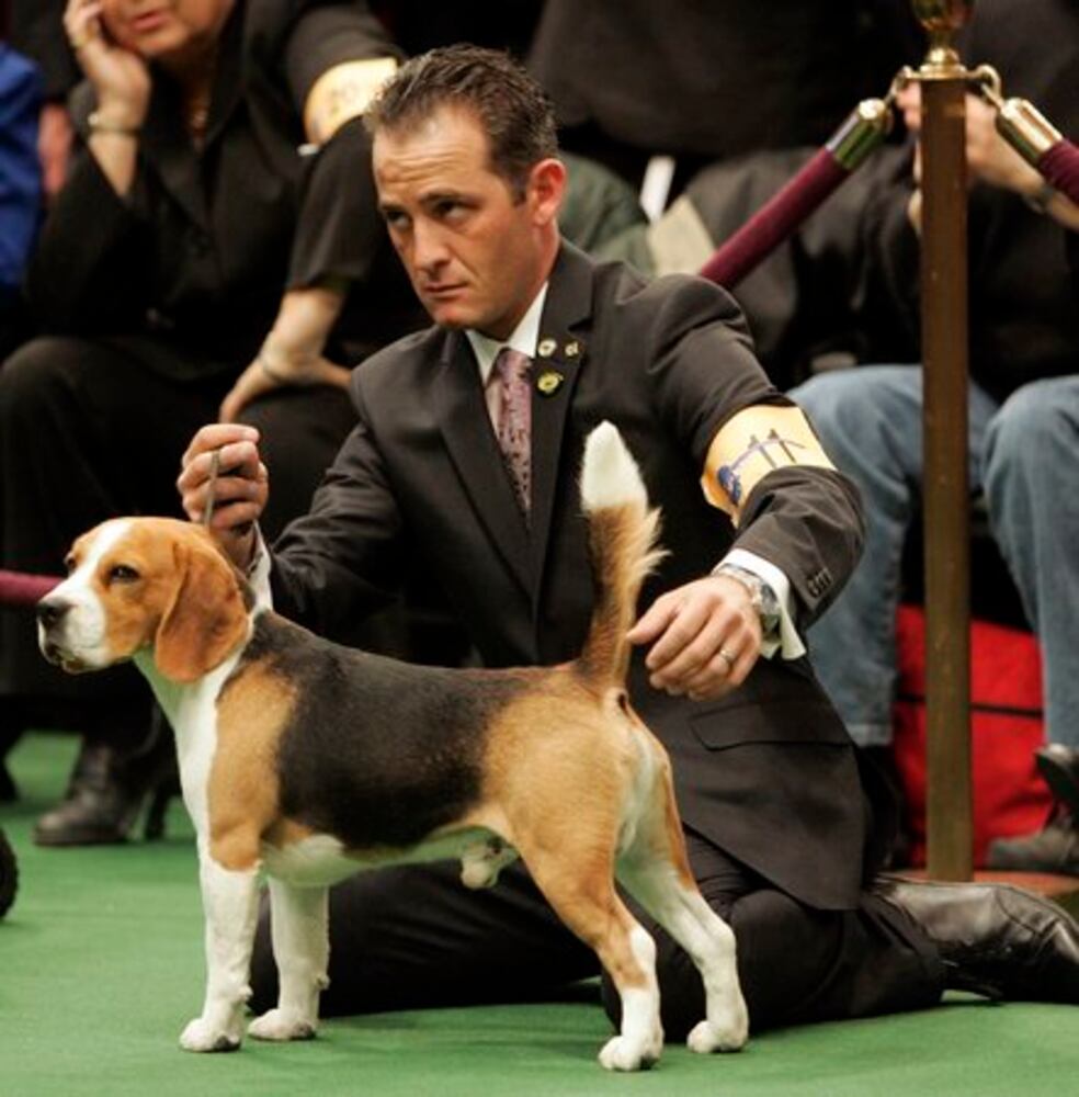 Westminster Dog Show