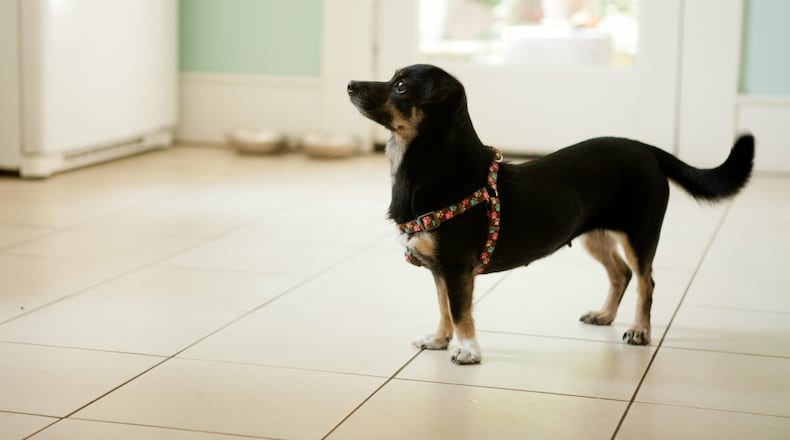 Lucy came with no name, no tag and no script, so writer Wendell Brock filled in the gaps. He named her after a cousin, imagined a backstory in which she’d been mistreated, and he took her to the vet for a checkup. He never dreamed she would change his life. Credit: Renee Brock