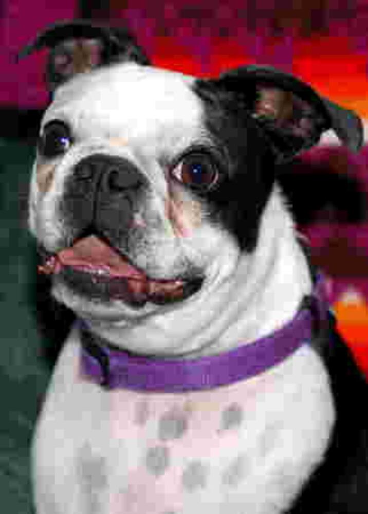 T.G.I.F. Atlanta's Smiling Pets 58