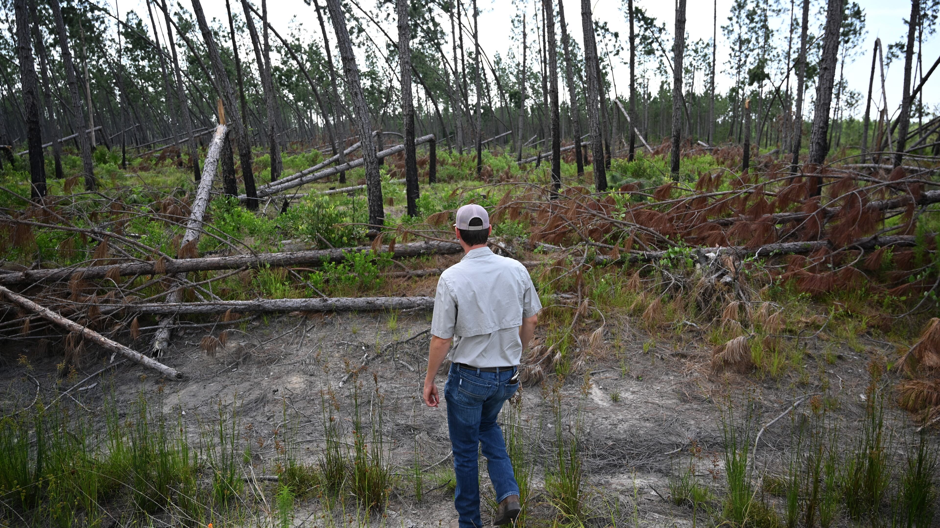 Evan Walker, nephew of Drew Walker, shows knocked down trees caused by Hurricane Helene at Walker Farms on Wednesday in Wilsonville. South Georgia farmer Drew Walker knew the storm was headed for Florida’s Big Bend region, but couldn’t imagine it would ravage swathes of farm and timberland more than 100 miles inland. (Hyosub Shin/AJC)