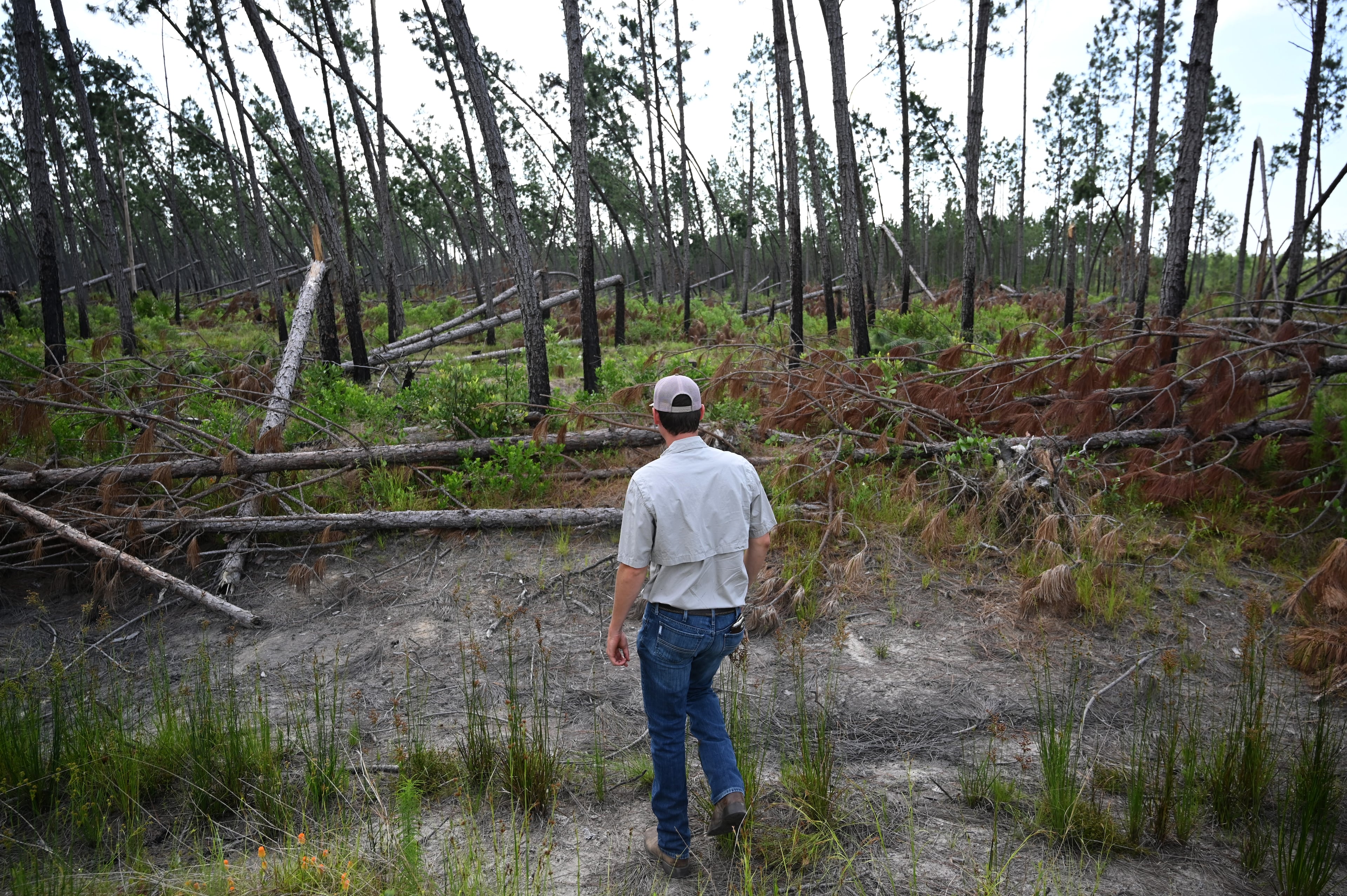 Hurricane Helene ravaged swaths of farm and timberland in South Georgia last year.