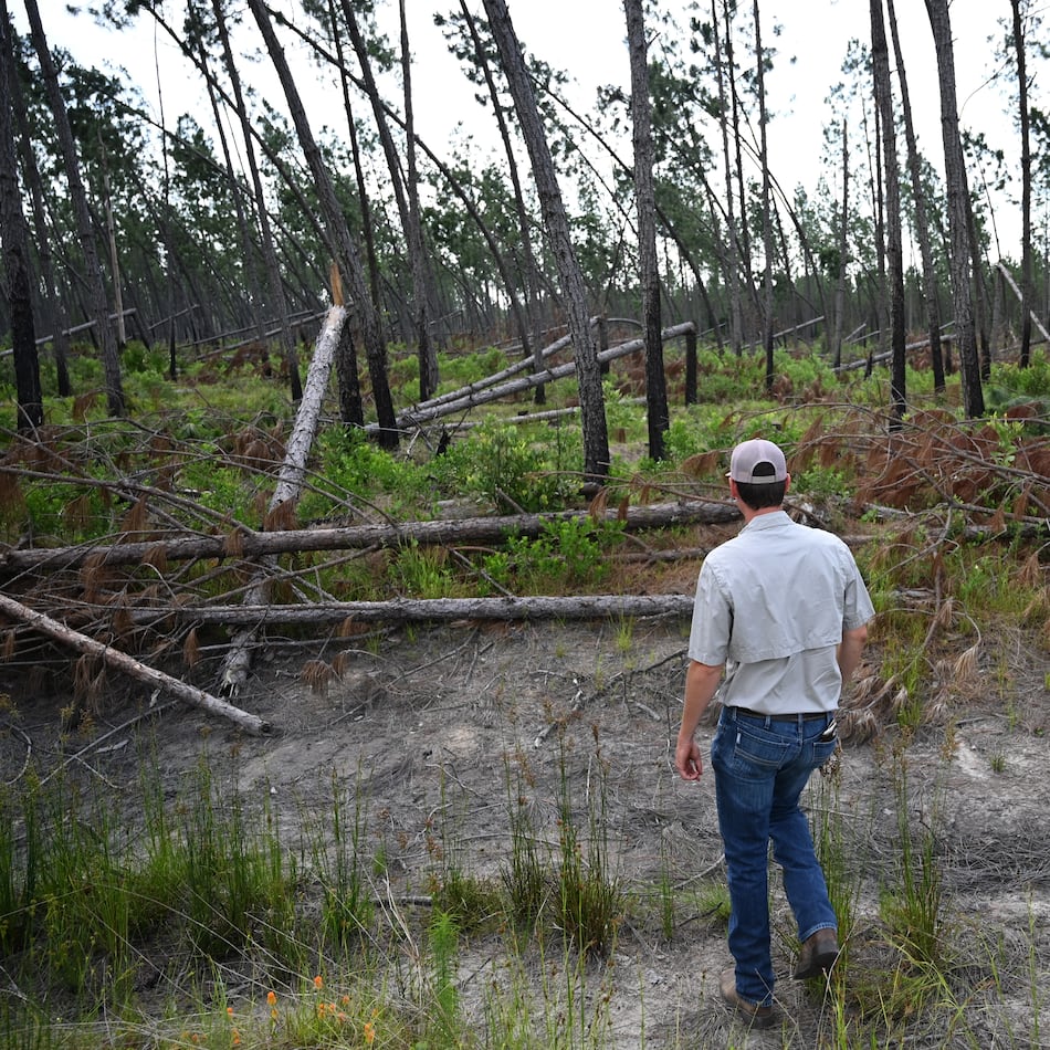 Evan Walker, nephew of Drew Walker, shows knocked down trees caused by Hurricane Helene at Walker Farms on Wednesday in Wilsonville. South Georgia farmer Drew Walker knew the storm was headed for Florida’s Big Bend region, but couldn’t imagine it would ravage swathes of farm and timberland more than 100 miles inland. (Hyosub Shin/AJC)
