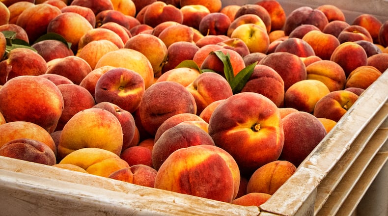 Dickey Farms expects to harvest 6 million to 7 million pounds of peaches this year. Courtesy of Dickey Farms
