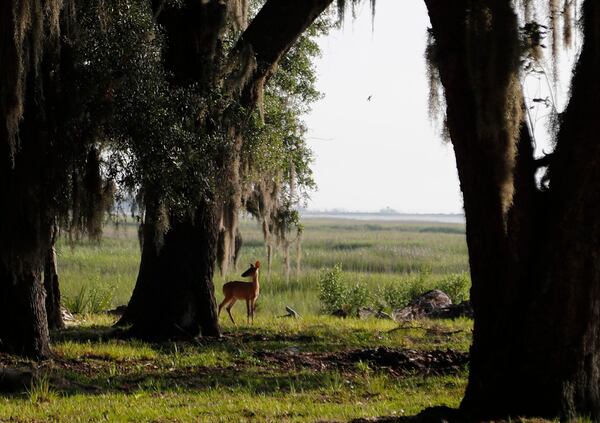 A deer grazes along the edge of the marsh near the big house on Ossabaw Island. UGA is partnering with The Nature Conservancy to enlist insurance agencies to help protect coastal marshlands.