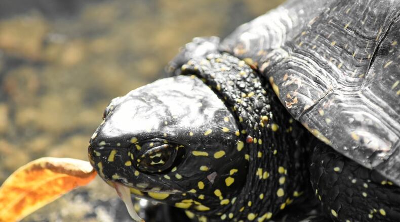 Federal prosecutors said the illegal sale of endangered wildlife is a common practice.