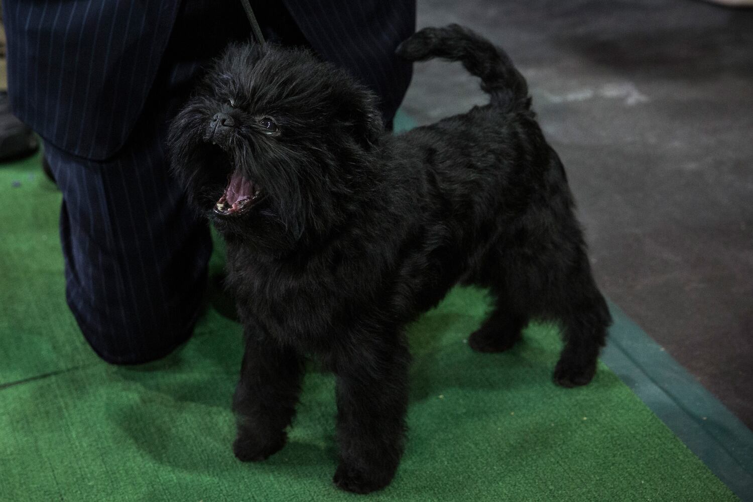 Banana Joe, an Affenpinscher