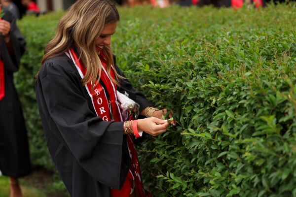 A University of Georgia graduate takes a piece of the famous hedges that line the football field at Sanford Stadium before the start of Spring Undergraduate Commencement on May 8. (Jason Getz/AJC)