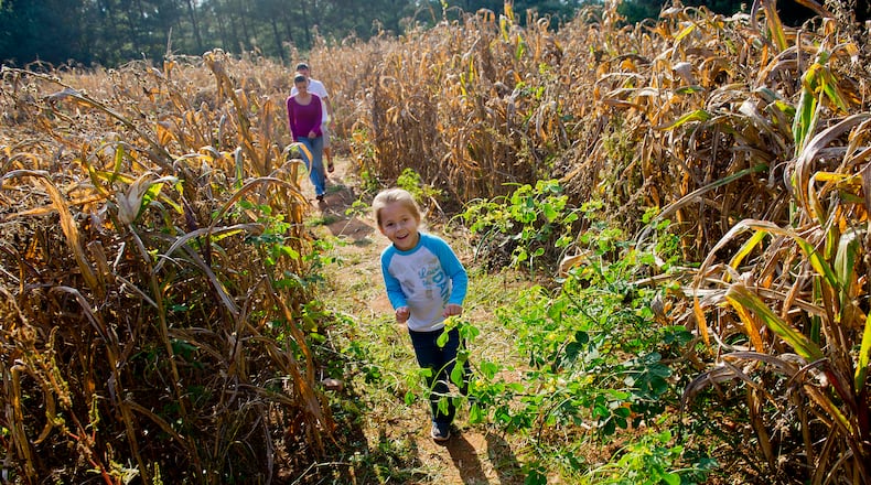 Mackenna Selph runs ahead of her parents, Samantha Selph and Corey Hixson, in the 3 1/2-acre corn maze at Uncle Bob's Pumpkin Patch in Newnan.