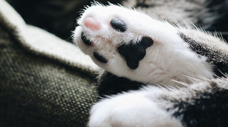 A 41-pound shelter cat (not pictured) is on a weight loss journey.