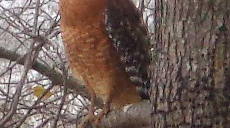 Robert Carruth submitted a photo of a Cooper’s Hawk from his backyard on Lake Walton near Jersey, Georgia in Walton County. Among the bird world’s most skillful fliers, Cooper’s Hawks are common woodland hawks that tear through cluttered tree canopies in high speed pursuit of other birds. You’re most likely to see one prowling above a forest edge or field using just a few stiff wingbeats followed by a glide. With their smaller lookalike, the Sharp-shinned Hawk, Cooper’s Hawks make for famously tricky identifications. Both species are sometimes unwanted guests at bird feeders, looking for an easy meal (but not one of sunflower seeds).